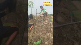 Begini Cara Petani Thailand Menanam Durian