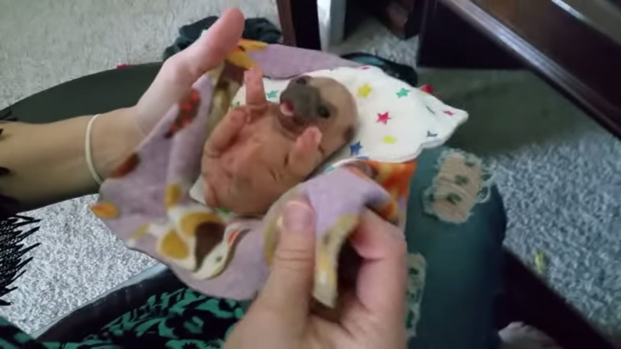 silicone reborn puppies for sale