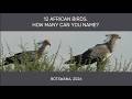12 African Birds. How Many Can You Name?
