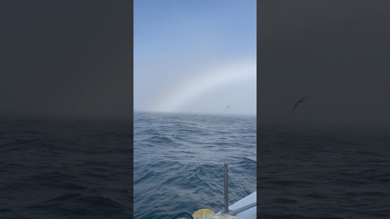 The Elusive Fogbow 