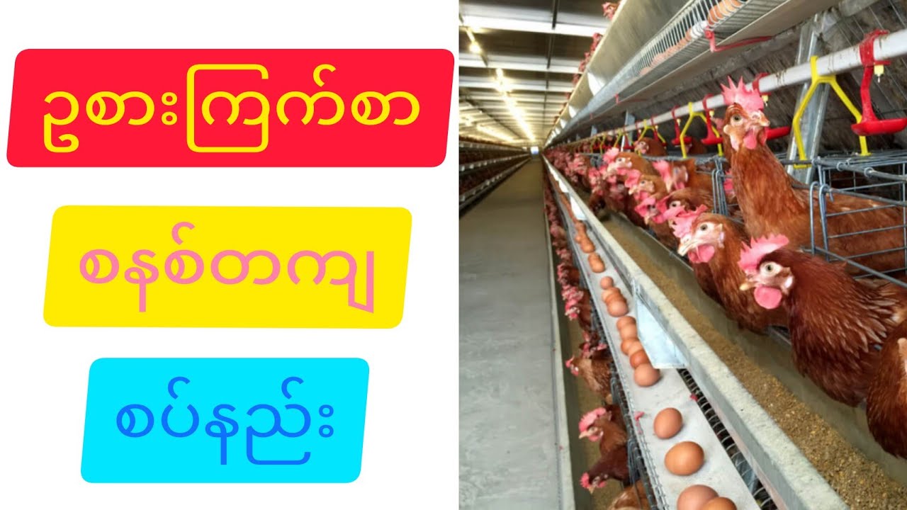 ဥစားကြက်စာ စနစ်တကျစပ်နည်း