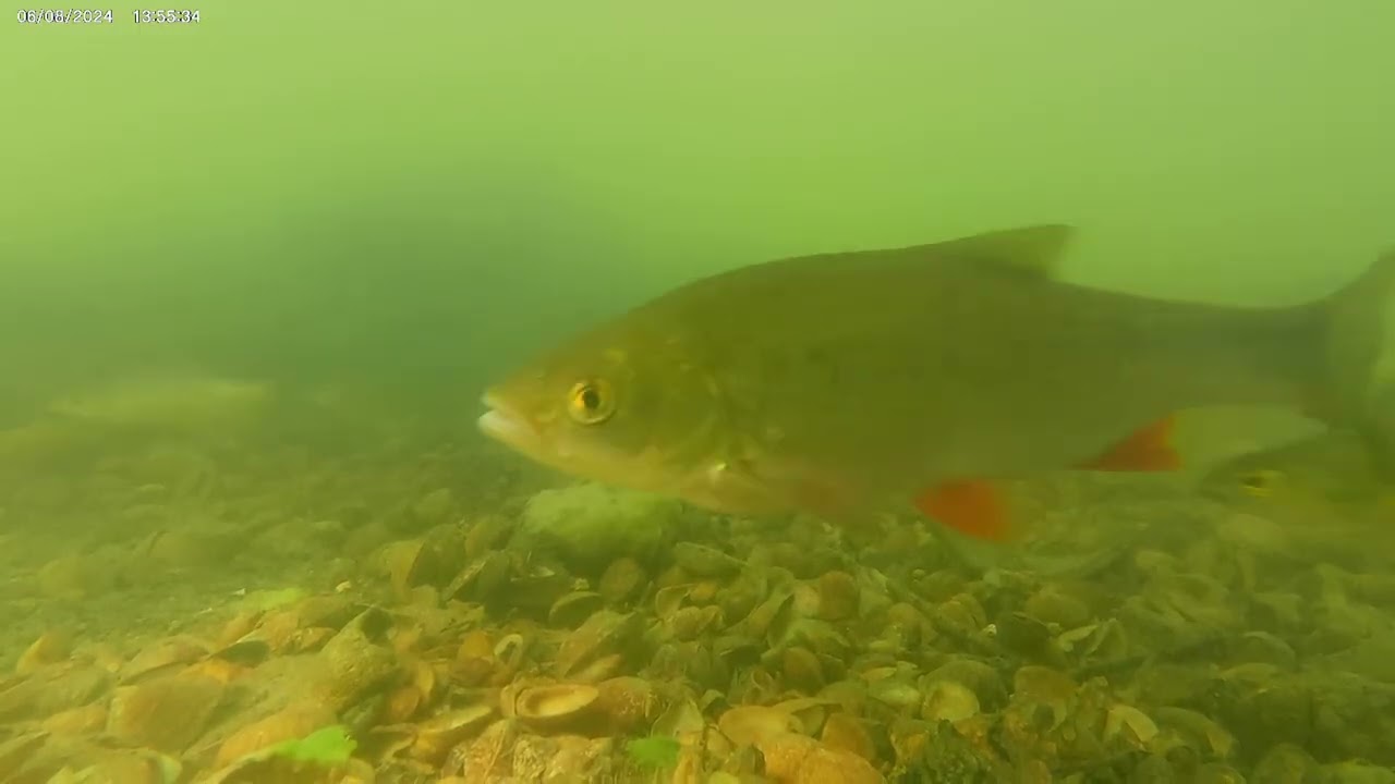 la vie dans nos rivières 