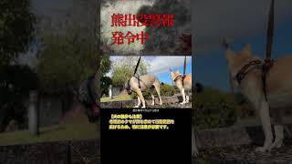 熊出没警報が鳴り響く中での犬の散歩