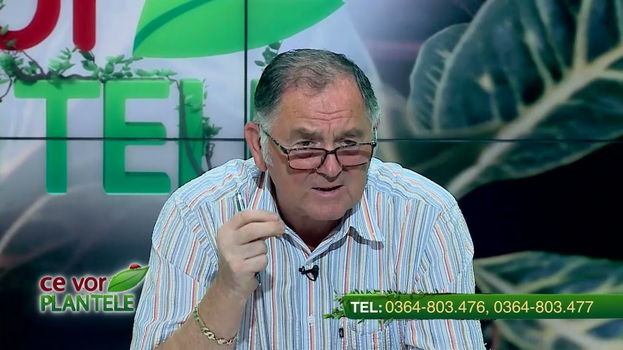 VIDEO Dr. Ing. Horia Ghibu - Cum scăpăm de mușuroaiele de cârtiță din solar 1 VIDEO Dr. Ing. Horia Ghibu - Cum scăpăm de mușuroaiele de cârtiță din solar YouTube player