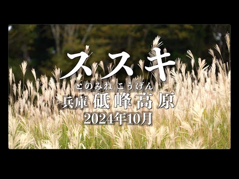 銀色に輝く砥峰高原（とのみねこうげん）のススキ2024年10月- YouTube