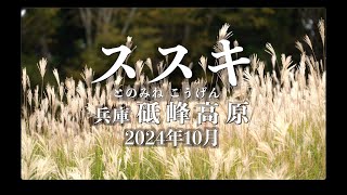 銀色に輝く砥峰高原（とのみねこうげん）のススキ2024年10月- YouTube