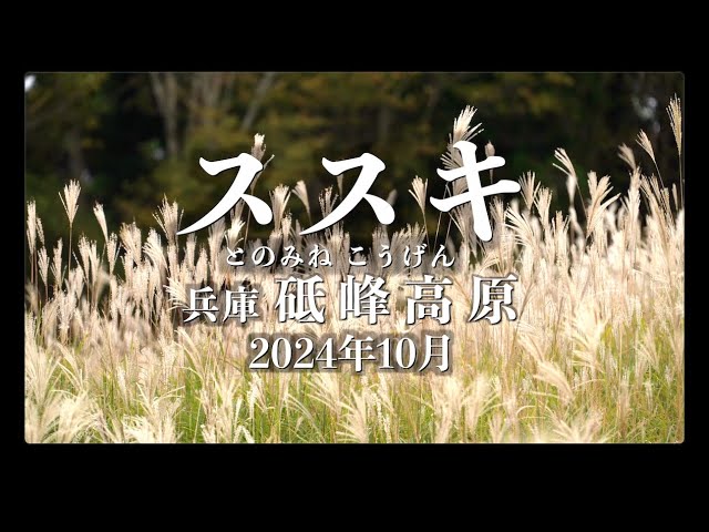 銀色に輝く砥峰高原（とのみねこうげん）のススキ2024年10月- YouTube