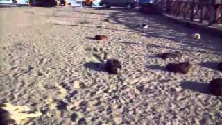 Dog Beach.mov