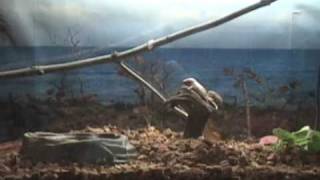 Snake Swallowing A Mouse