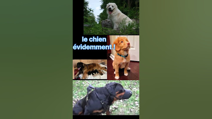 selon vous, quel est l'animal de compagnie le plus populaire ?#dog #chien #doglover