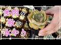【多肉植物】多肉の秋の水やり。