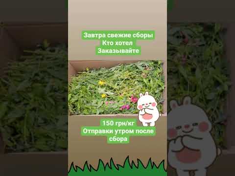 Свежие сборы трав для кроликов🐰🤗 Декоративный кролик