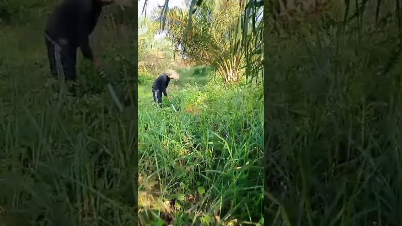 Akhirnya Pulih juga dari serangan ulat api 