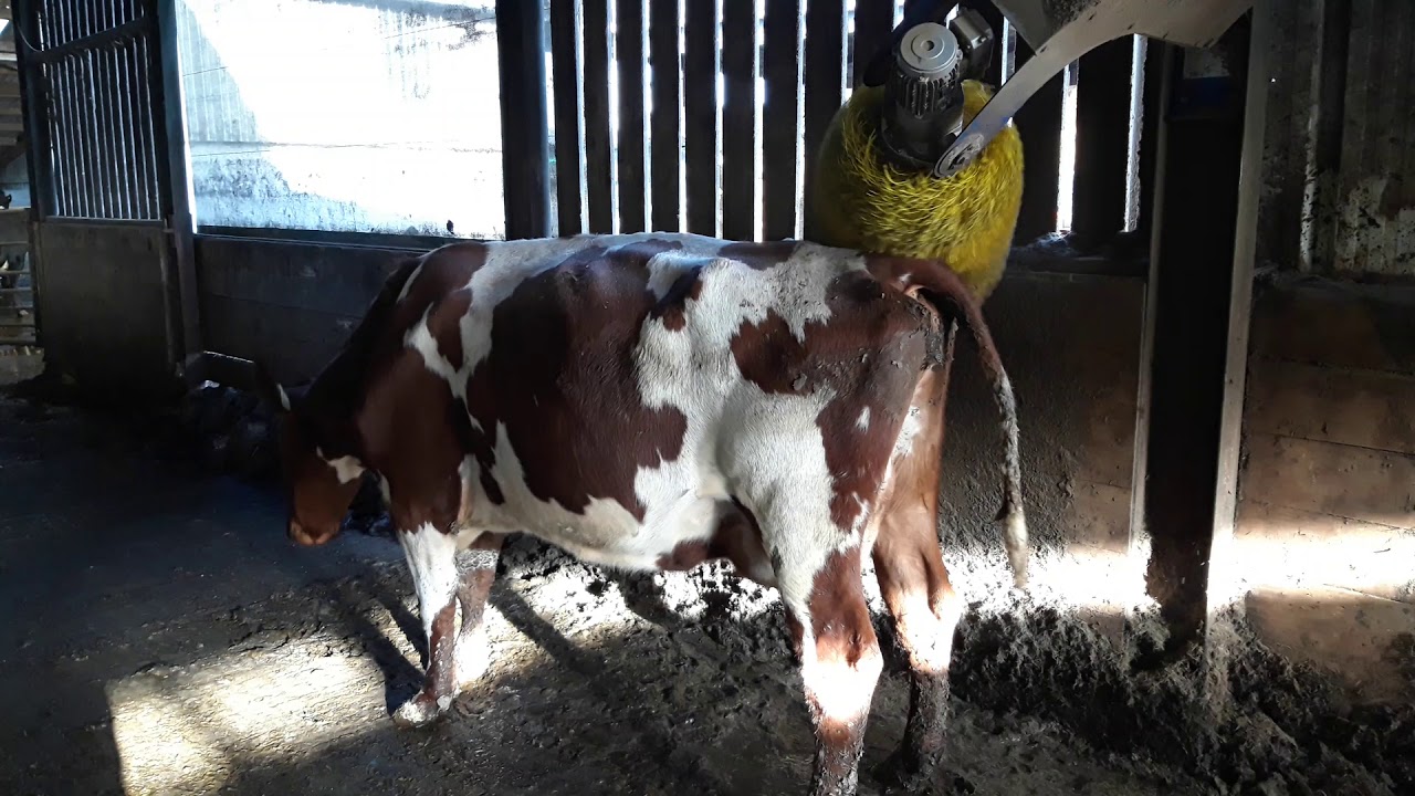 Cow using De Laval back scratcher brush. YouTube