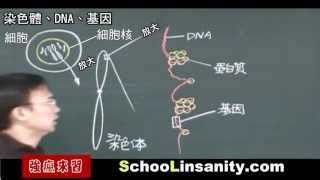 強瘋來習-國中生物08-染色體、DNA、基因