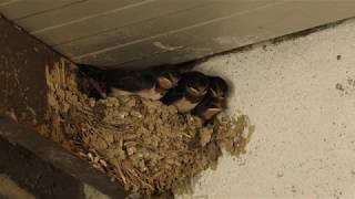 Barn Swallows Reaction To First Chick Fledging & Parents Alert Call - June 2020