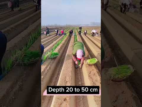 How To Grow