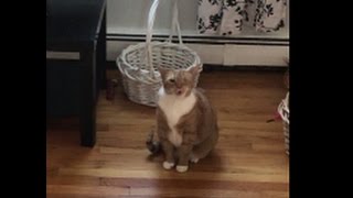 Cat Drama: Girl Cat vs Boy Cat (Norah Jones music in the background)
