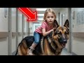 Everyone Stopped When the German Shepherd Entered the Hospital — Then They Saw What Was in His Mouth