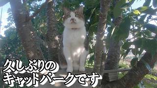 久しぶりのキャットパーク ～おらほの家庭菜園 06 11～