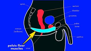 8 Minute Pelvic Floor Exercise To Fix Male Pelvic Floor Dysfunction