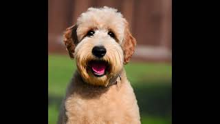 Discover the Charming Soft Coated Wheaten Terrier: Breed Highlights and Care Tips