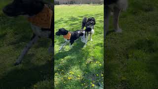 cute dogos!! #shorts #dog #cute #cutedog #puppy #fyp #doggo #aww #animal #asteria