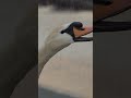 Swan fights with own Reflection - Shorts #Swan #Fight #reflection