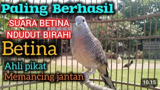 Download Lagu COBA PANCING PERKUTUTMU PAKE SUARA INI PERKUTUT BETINA BIRAHI MEMANGGIL JANTAN MP3