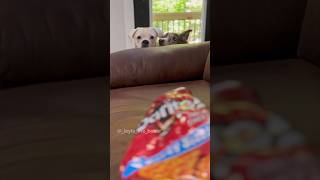 When Mom Eats A Snack #Dogskit #Funny #Funnydogs