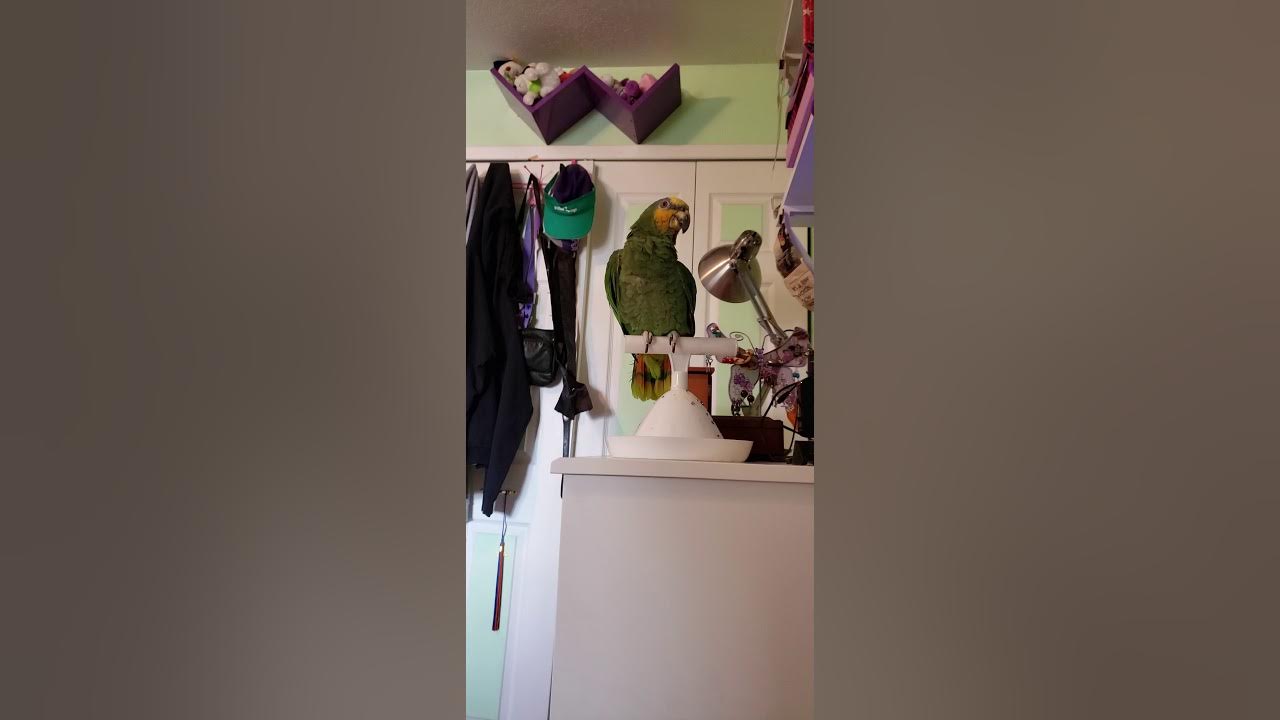 Parrot Regurgitation YouTube