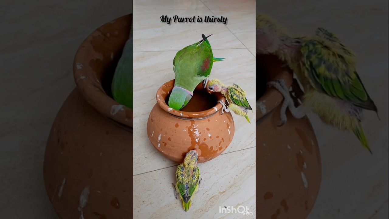 My 💐Parrot Thirsty 🦜 