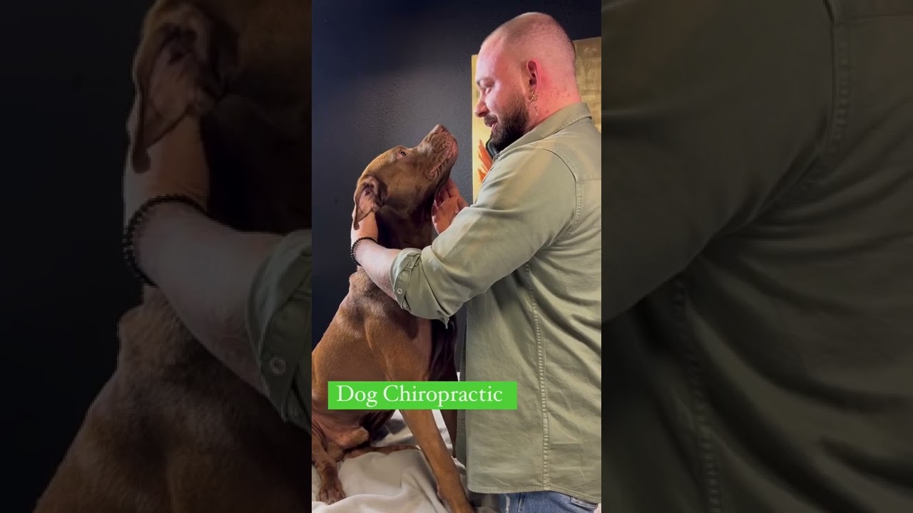 Dog sees chiropractor for neck adjustment 🐕 🔥