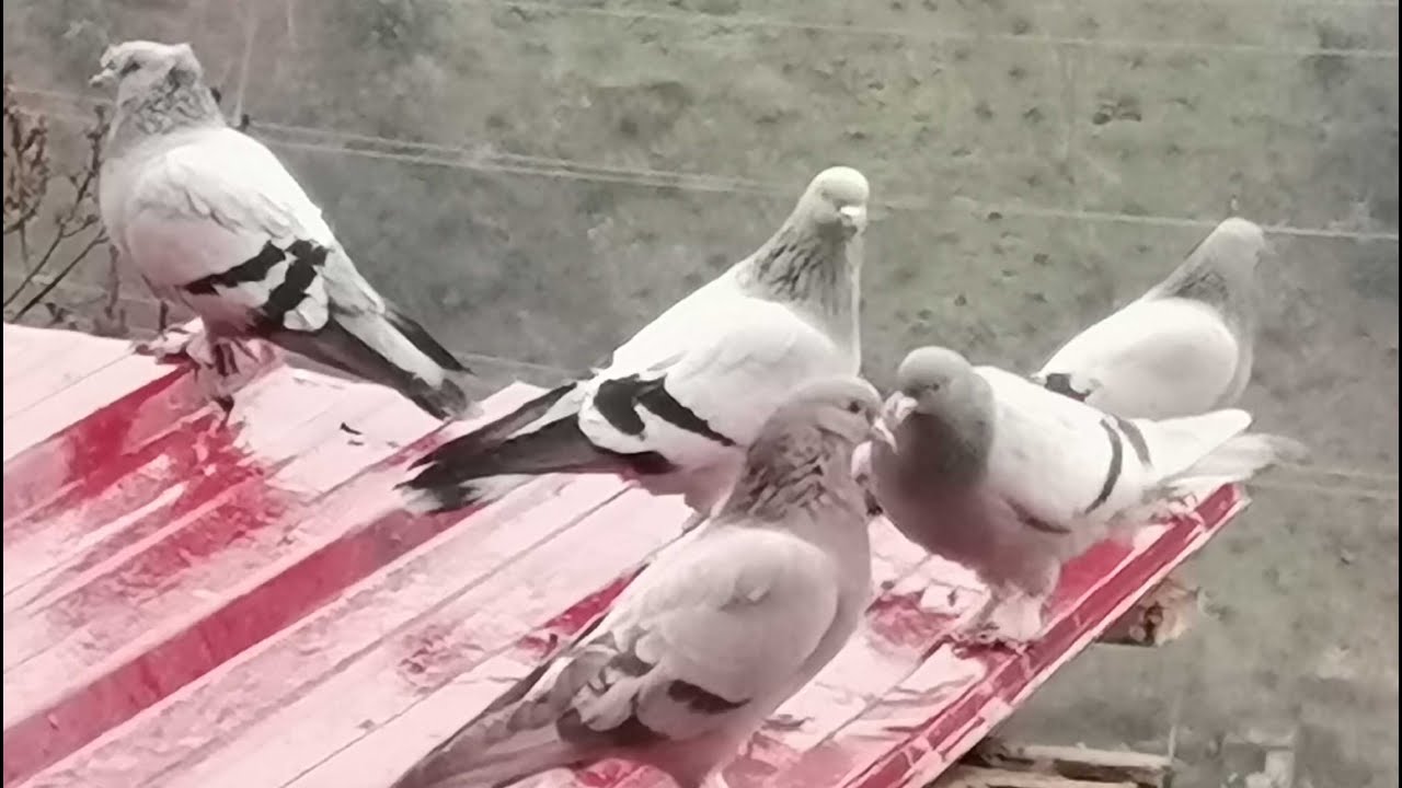 Uçmayan Güvercinler , Nasıl Uçurulur ?