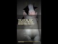 The Joy of Baby Animals: Mood Boosting Facts! #Shorts