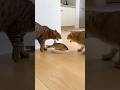 #funny #cat #cute FurRealChaosg 🐟😾🐭