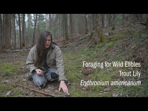 Video: Dogtooth Trout Lily Care - Mga Tip Sa Pagtanim ng Dogtooth Violet Bulbs