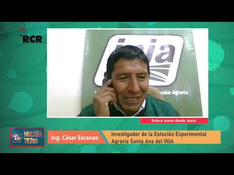 IMPORTANCIA DEL NUEVO MAÍZ BLANCO