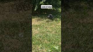 VRANA JEDE ARGETU 😂😂