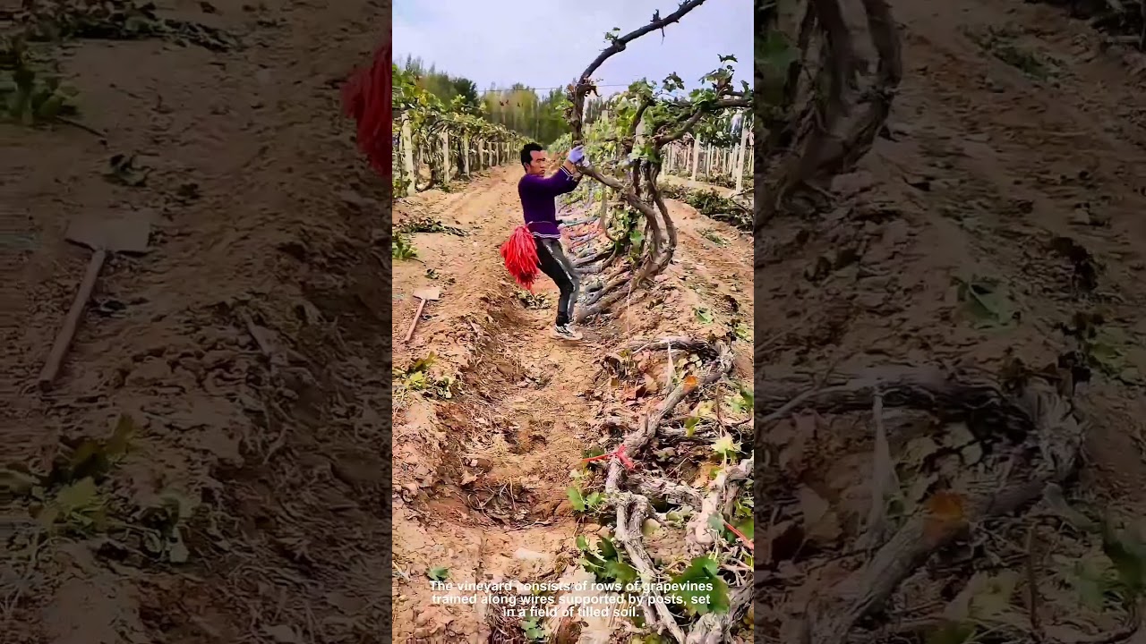 Vineyard Worker Tending Grapevine Essential Wine Production Labor