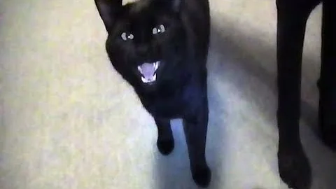 Talking Kitty Cat 12 - Again, who is Todd?