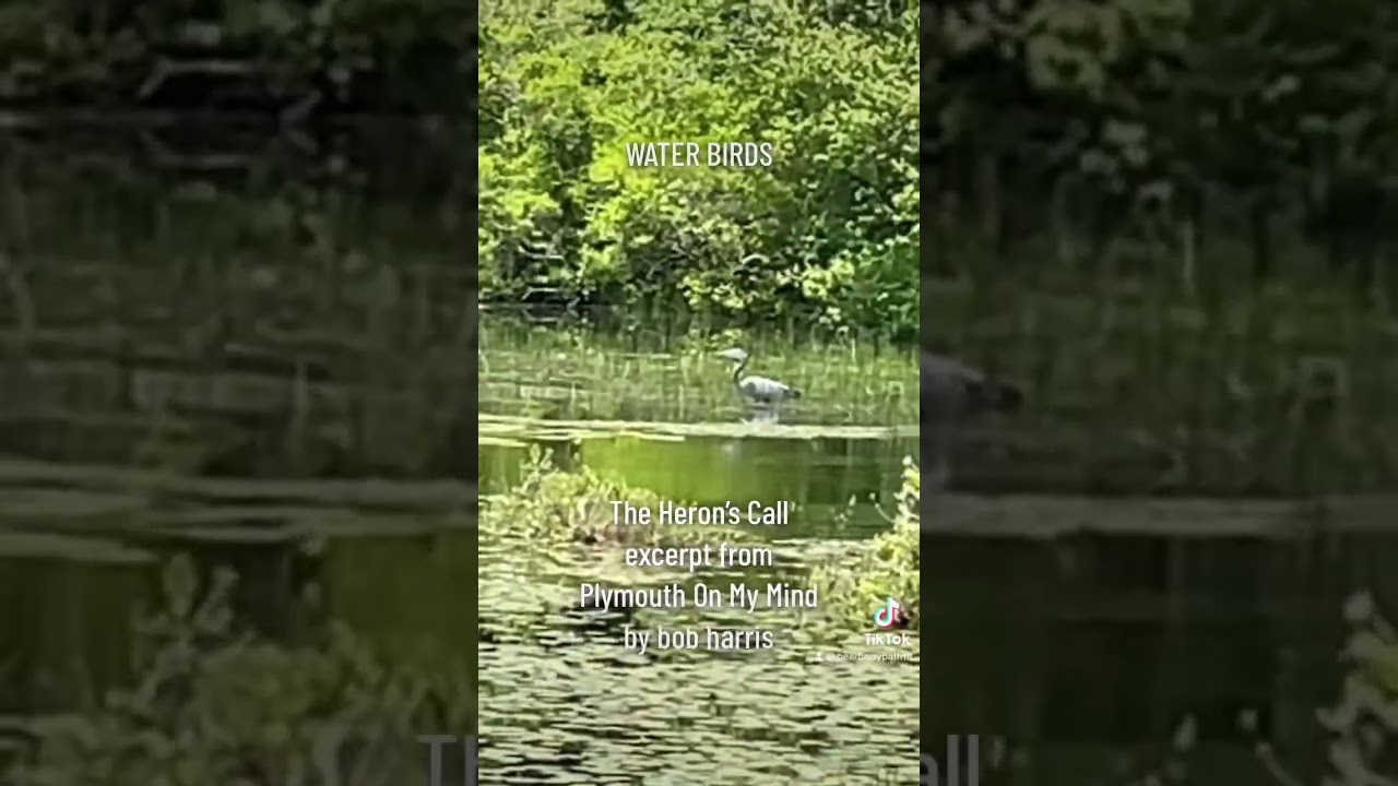 WATER BIRDS - original music from Plymouth On My Mind by bob harris. All rights reserved 2023.