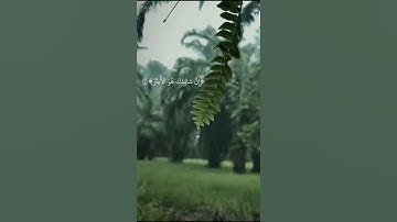 سورة الكوثر|القارئ عبدالرحمن مسعد