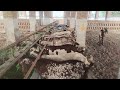 Goat farming in pakistan  small goat farm  goat farming  goat farming business in pakistan