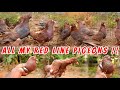  all my  red line  roller pigeons   quality checking  lineage