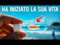 Il Primo Animale sulla Terra è Finalmente Stato Scoperto