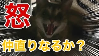 猫枠 猫のしっぽ踏んじゃったら嫌われた 仲直りできるか Youtube