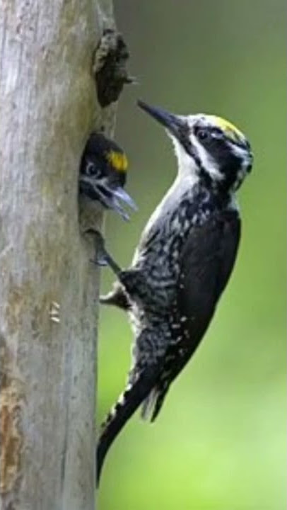 suara pikat burung pelatuk beras 100% jossss
