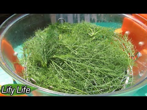 Video: Why Is Dill Useful?