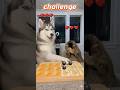 Max&Mia Who is the winner? #funny #trending #challenge #husky #cat #cute #dog #animals